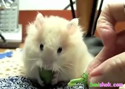 Ням ням ням