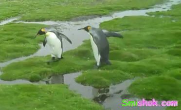 Пінгаіни в шоці