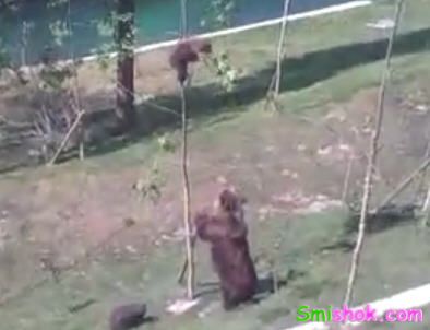 Ведмідь намагається зняти ведмежа з дерава