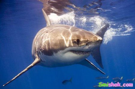 Єгипетських акул збираються відганяти електромагнітними щитами
