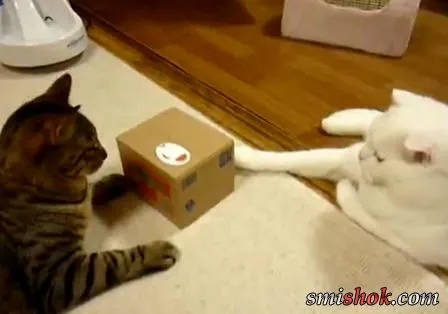 Коти і іграшка