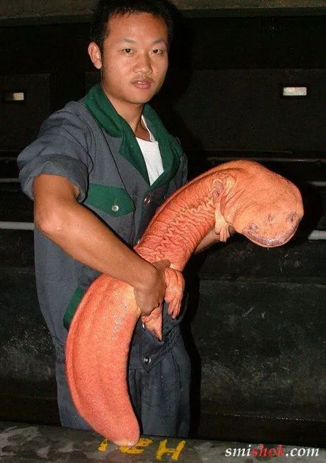 Що за звір такий? Що за звір такий?