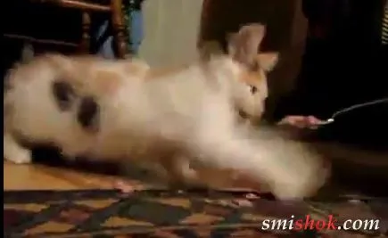 Дуже голодний кошеня