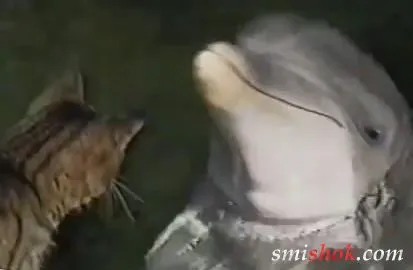 Дружба кішки і дельфіна