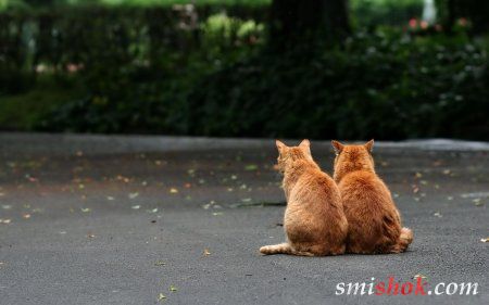 Смішні кішки та кошенята