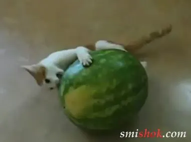 Кращі коти 2010
