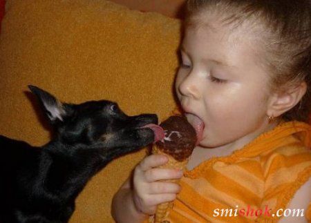 Тварини теж люблять солоденьке