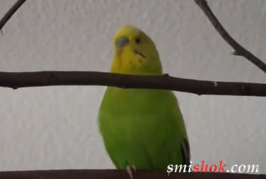 Папуга який співає дитячі пісні