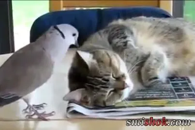 Голуб не дає коту спати