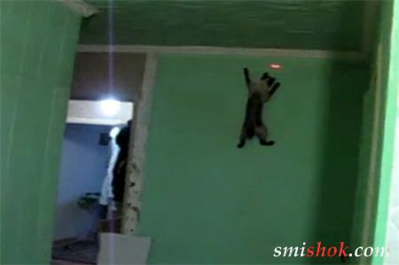 Цей кіт не проти того щоб вилізти на стелю