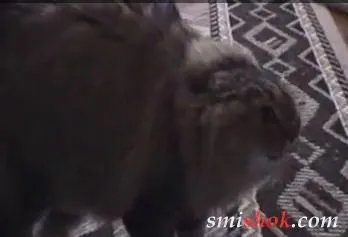 Мяу мяу мяу мяу