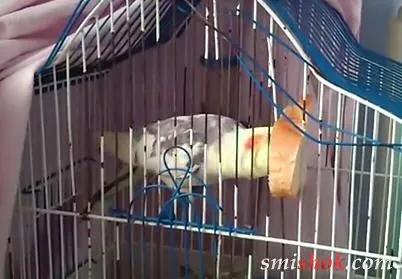 Попка давиться хлібом