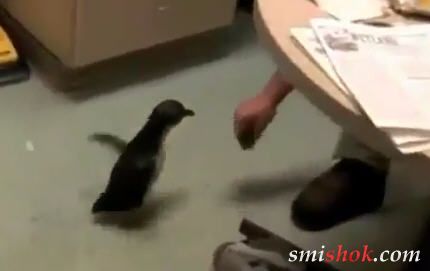 Смішна реакція пінгвіна коли його лоскочуть