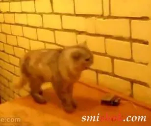 Кота привчили до дзвінка