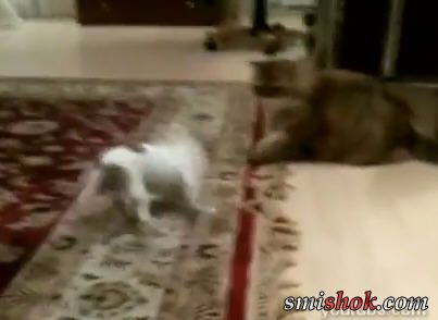 Собака грає з котом