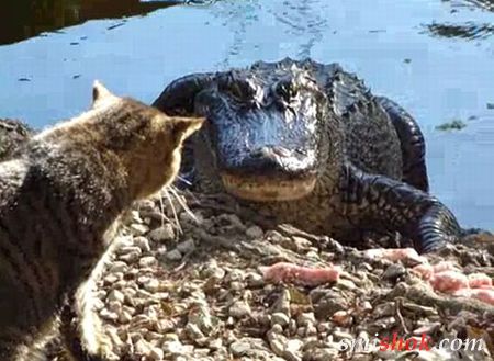 Кіт Матроскін проти крокодила Гєни
