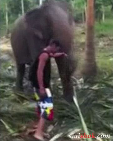 П'яний турист вирішив подружитися зі слоном