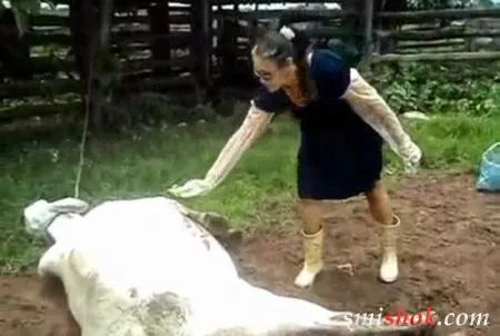 Погладила корову