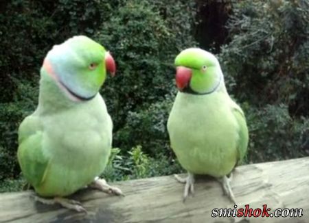 Розмова двох папуг