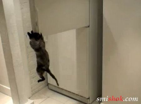 Кіт сам відкриває холодильник і краде рибу