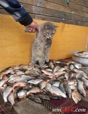Приколи фото, позитиву все більше. Приколи фото, позитиву все більше.