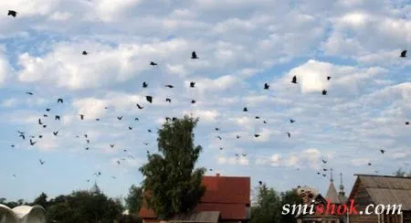 У Берліні ворони нападають на людей