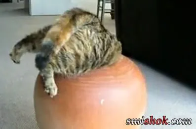 Як Коте в глечик заліз