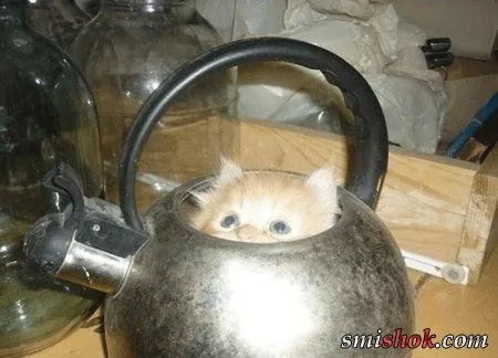 Коте на відпочинку