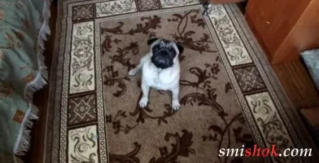 Як помер Гуф