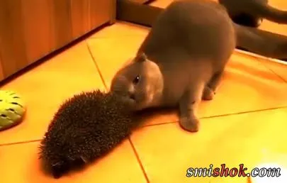 Еіт та їжачок