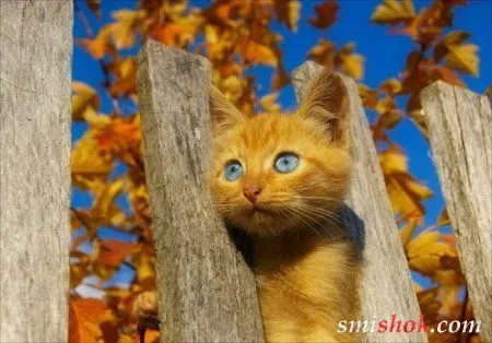 Різні Емоційні фотографії Різні Емоційні фотографії