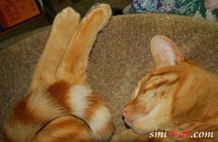 Прикольні котики дивних позах