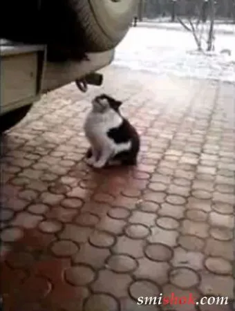 Кіт токсикоман