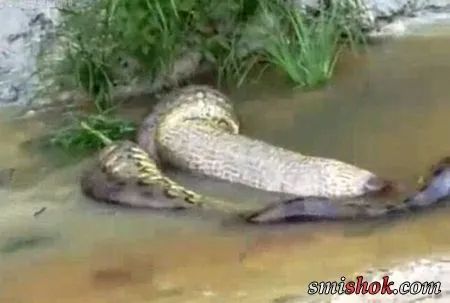Анаконда ледь не з'їла корову