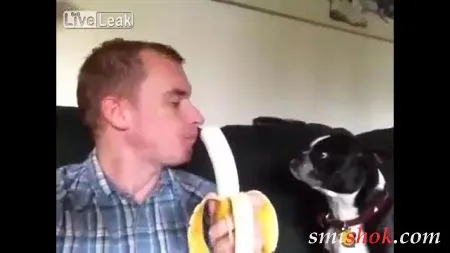 Спритний песик