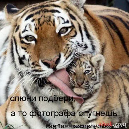 Котоматрицы прикольные