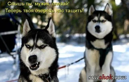 Котоматрицы прикольные