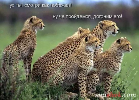 Котоматрицы прикольные