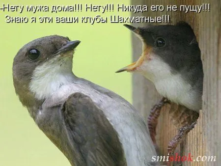 Котоматрицы прикольные