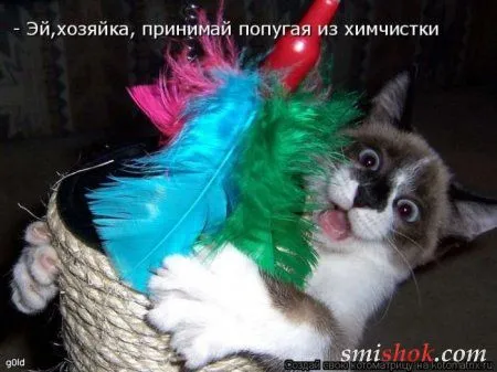 Котоматрицы прикольные