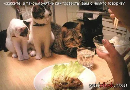 Котоматрицы прикольные
