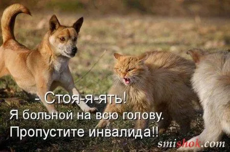 Котоматрицы прикольные