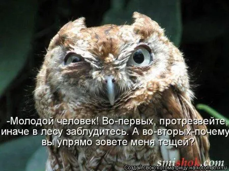 Котоматрицы прикольные