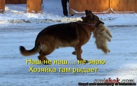 Котоматрицы прикольные