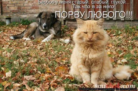 Котоматрицы прикольные