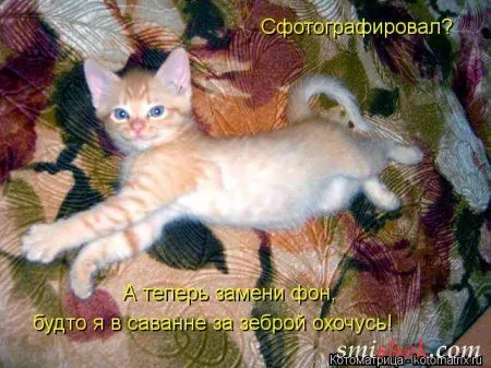 Котоматрицы - это прикольные картинки с надписями