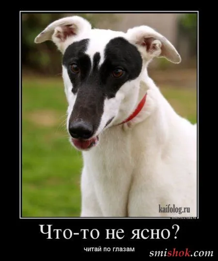 Демотиваторы новые, не прозевай...