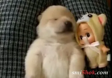 Спят усталые собачки... Стрёмно как-то спят