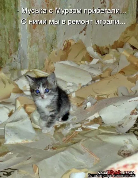 Котоматрицы, смешные кошки