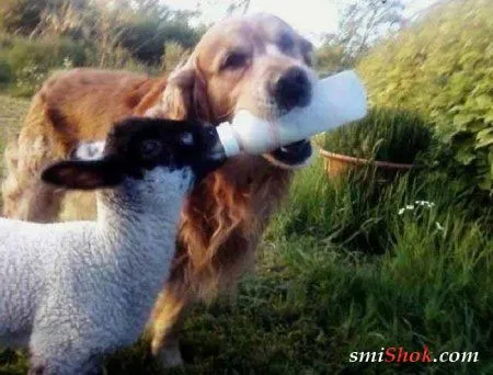 Забавные моменты со зверушками!